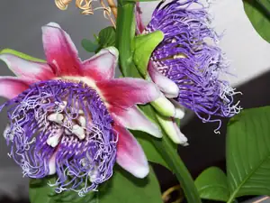 Passiflora gvadrangularis