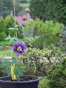 Passiflora byte