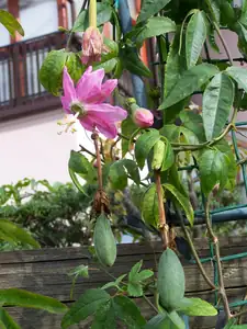 p.molisima