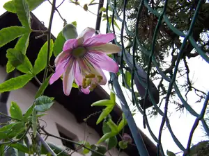 Passiflora pinnatistipula