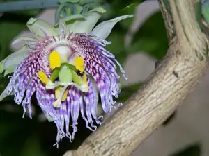 Passiflora ligularis