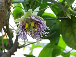 P. ligularis