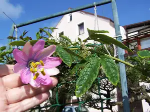 passiflora pinnatistipula