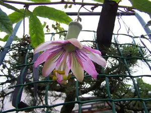 P.pinnatistipula