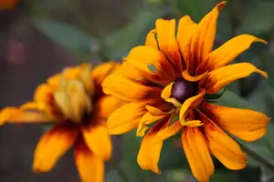 echinacea