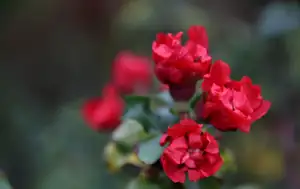 kdoulovec jede druhé kolo