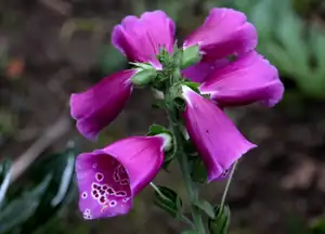 digitalis kvete celé léto