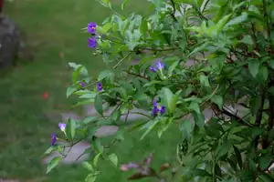 aspoň pár kvítků na hořcovém stromku