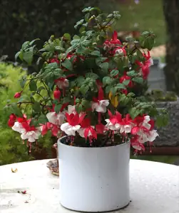 fuchsie se na podzim hezky rozjela