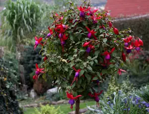 stromková fuchsie se ještě snaží