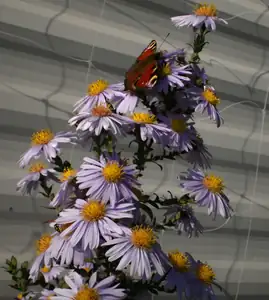 bumble-bee — 19. října 2014