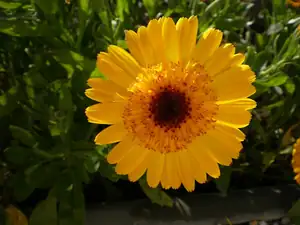 bumble-bee — 19. října 2014