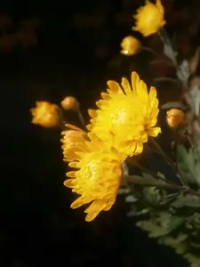 Chryzantémy
