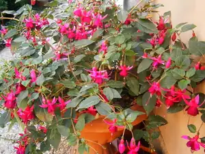 Fuchsie
