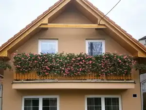 Muškáty