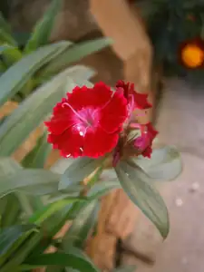 Hřebíček se ještě snaží