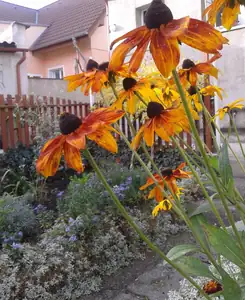 iris66 — 30. října 2014