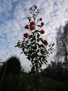 zhbobo — 2. listopadu 2014