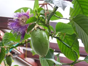 Passiflora gvadrangularis květ a plody
