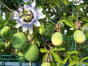 P. caerulea
