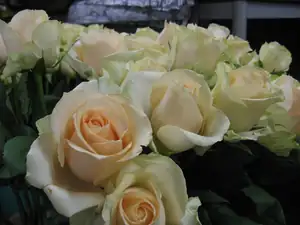 Tereza5555 — 9. listopadu 2014