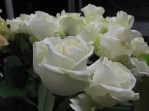 Tereza5555 — 9. listopadu 2014