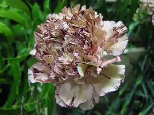 Tereza5555 — 9. listopadu 2014
