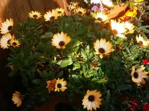 Osteospermum