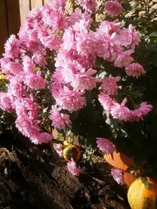 Chryzantema