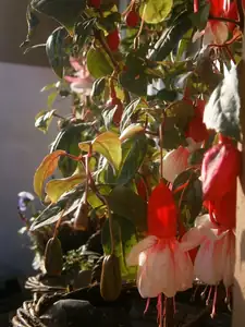 Fuchsie