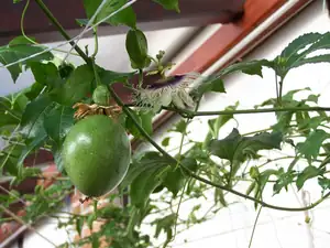 Pas. flavicarpa
