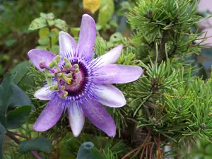 Passiflora Betty myles Y.