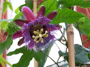 Passiflora Marijke