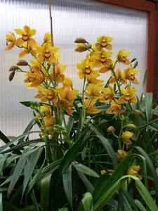 C. Roxana