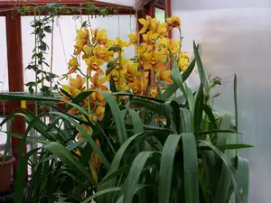 C. Roxana