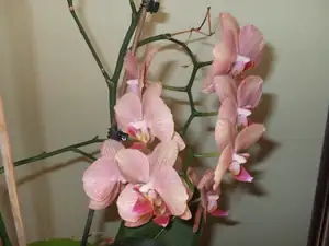 iris66 — 20. listopadu 2014