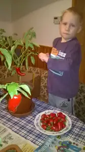 Taťka sadil, já trhám :)