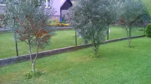 Letošní rakytníková úroda