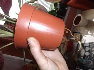 Z kořenu vyrustá nová rostlinka :)