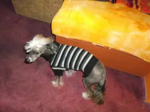 Rexík má novy svetr ze svetru od popelnic :)