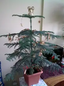 Vánoční araukárie