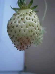 Jahody to ještě nevzdaly