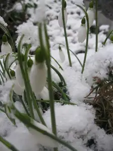 21.1.2015-ještě doma-sněžěnky pod sněhem