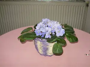 muškatek — 31. ledna 2015