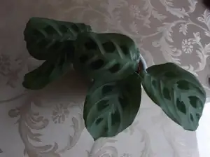 Maranta