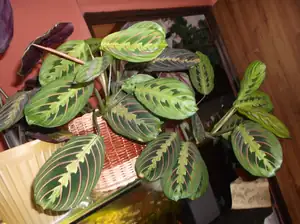 Maranta