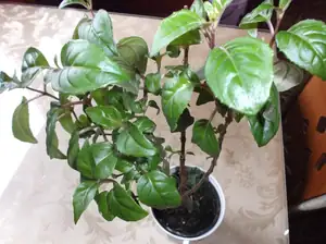 Fuchsie