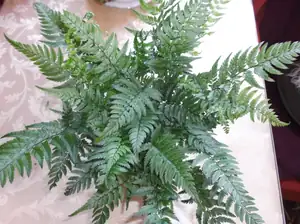 Kapradina