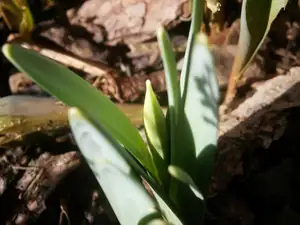 Ještě chvilka a narcisy už také pokvetou