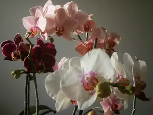 Všechny orchideje vykvetly o vánocích